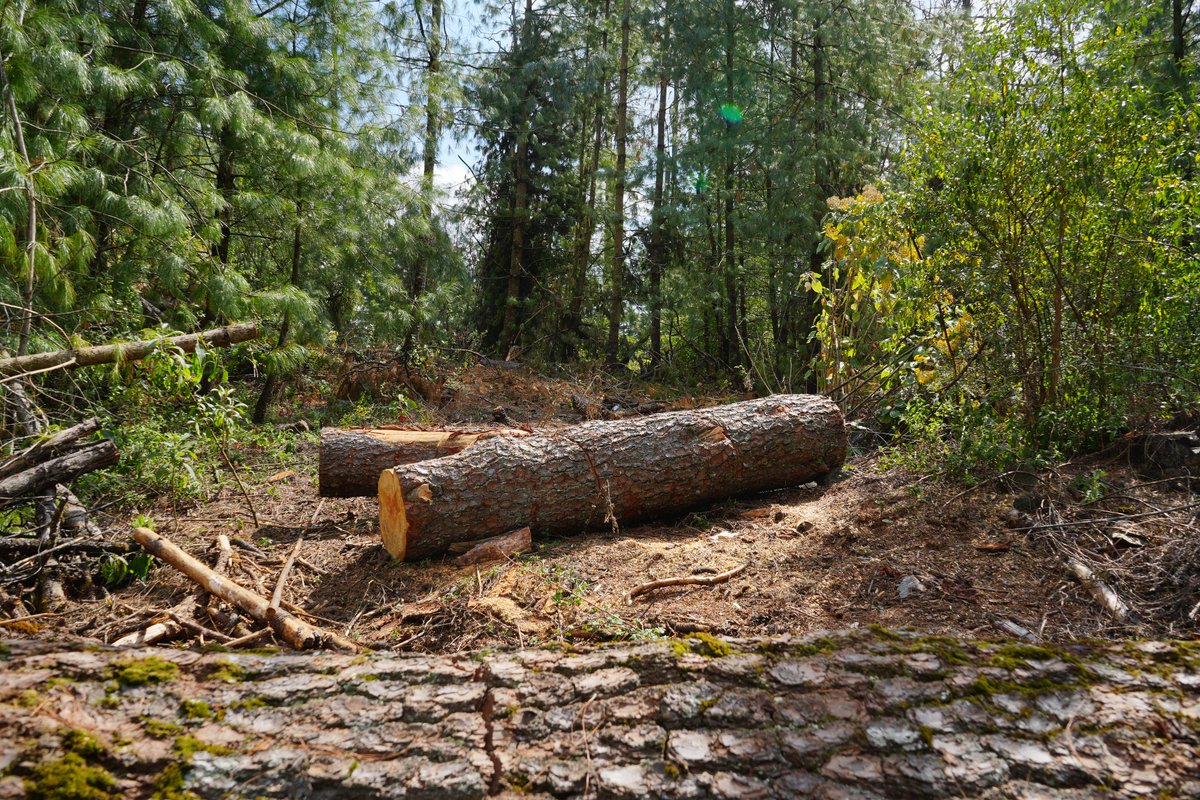 PROFEPA_Mx's tweet image. 🟢 Nuevos filtros de inspección: avanza el combate contra la tala ilegal en el Bosque de agua, los operativos resultaron en el aseguramiento de madera, la detención de tres personas y la confiscación de cuatro vehículos. 🌲🌳
👉🏼 lc.cx/nmmghy
@SEDEMA_CDMX 
@mariana_boy