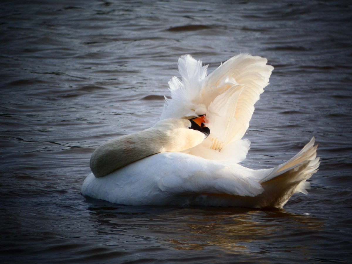 Some serious swan yoga going on down at Roath park today 😁🧘🦢 #swans #BirdsOfTwitter