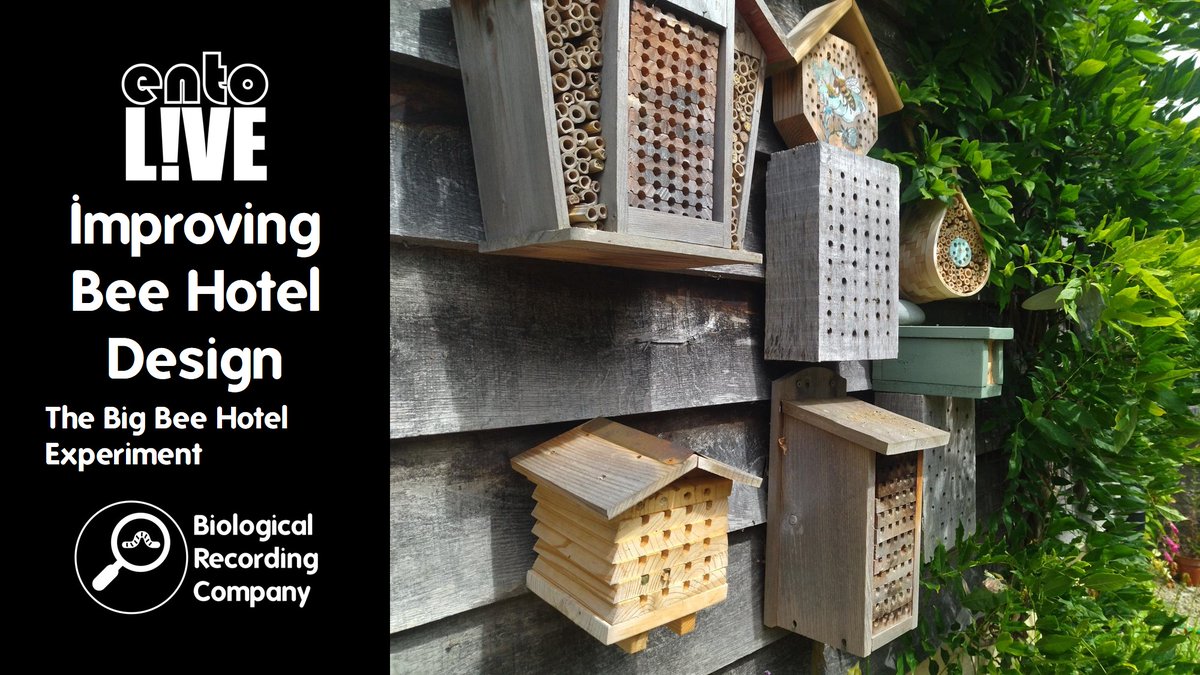 Keiron Derek Brown (@keirondbrown) on Twitter photo 🐝 Join Prof <a href="/DaveGoulson/">Dave Goulson</a> for a FREE webinar on improving bee hotel design. Discover results from the Big Bee Hotel Experiment & learn to support UK bees!
📅 22 Apr 2025
🎟️ Book now: eventbrite.co.uk/e/1015313920267
<a href="/BritEntSoc/">BENHS</a> <a href="/RoyEntSoc/">Royal Entomological Society</a> @the_buzz_club #citizenscience #beehotel #bees 🐝 Join Prof <a href="/DaveGoulson/">Dave Goulson</a> for a FREE webinar on improving bee hotel design. Discover results from the Big Bee Hotel Experiment & learn to support UK bees!
📅 22 Apr 2025
🎟️ Book now: eventbrite.co.uk/e/1015313920267
<a href="/BritEntSoc/">BENHS</a> <a href="/RoyEntSoc/">Royal Entomological Society</a> @the_buzz_club #citizenscience #beehotel #bees