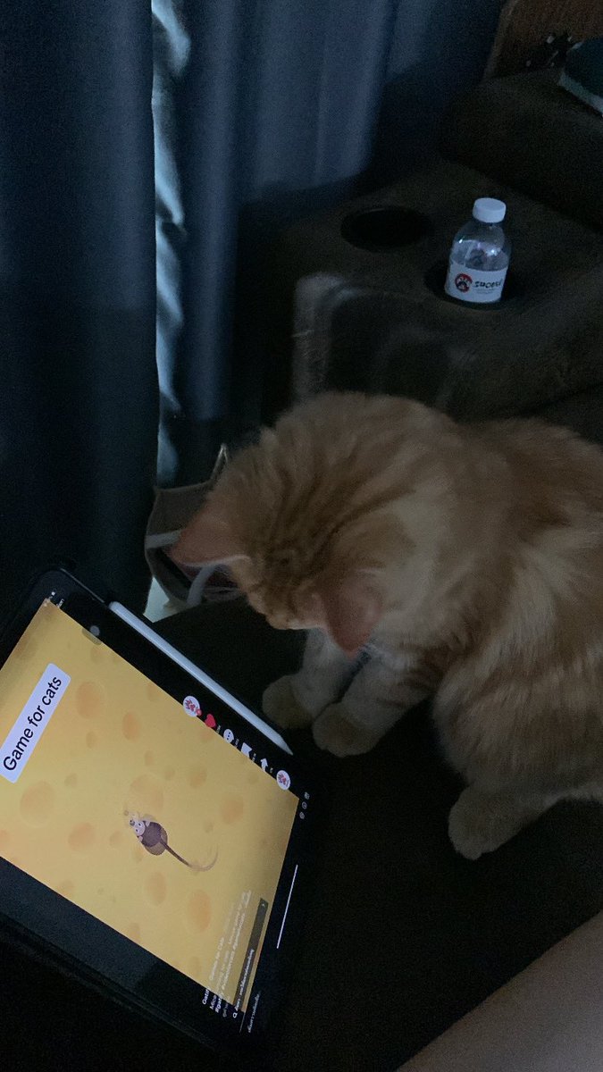 🐈✨