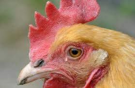 Tori Nikulas 🐔🎀『Fried Rice』 tweet media