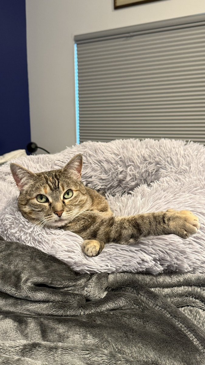 HazelandRemy's tweet photo. Kiss the paw. 

💋😽♥️🐾 — Hazel and Remy https://t.co/pT6YwTr2kL