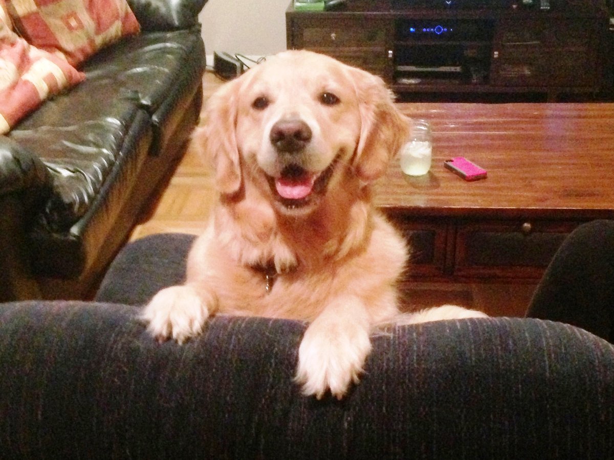 DisoBailey's tweet photo. @daosdotworld $Bailey much excite to see you, gib WL please in-exchange for snuggles https://t.co/x1VsixAczi