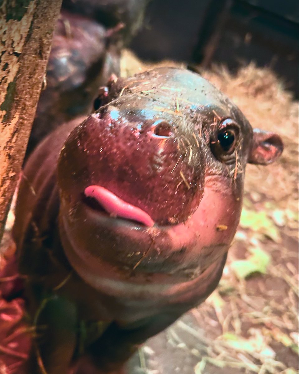 We’re planning to be OPEN tomorrow (Saturday 25 January) 💛

Huge thank you to our amazing teams who braved the weather today to make sure our animals are safe and well cared for.