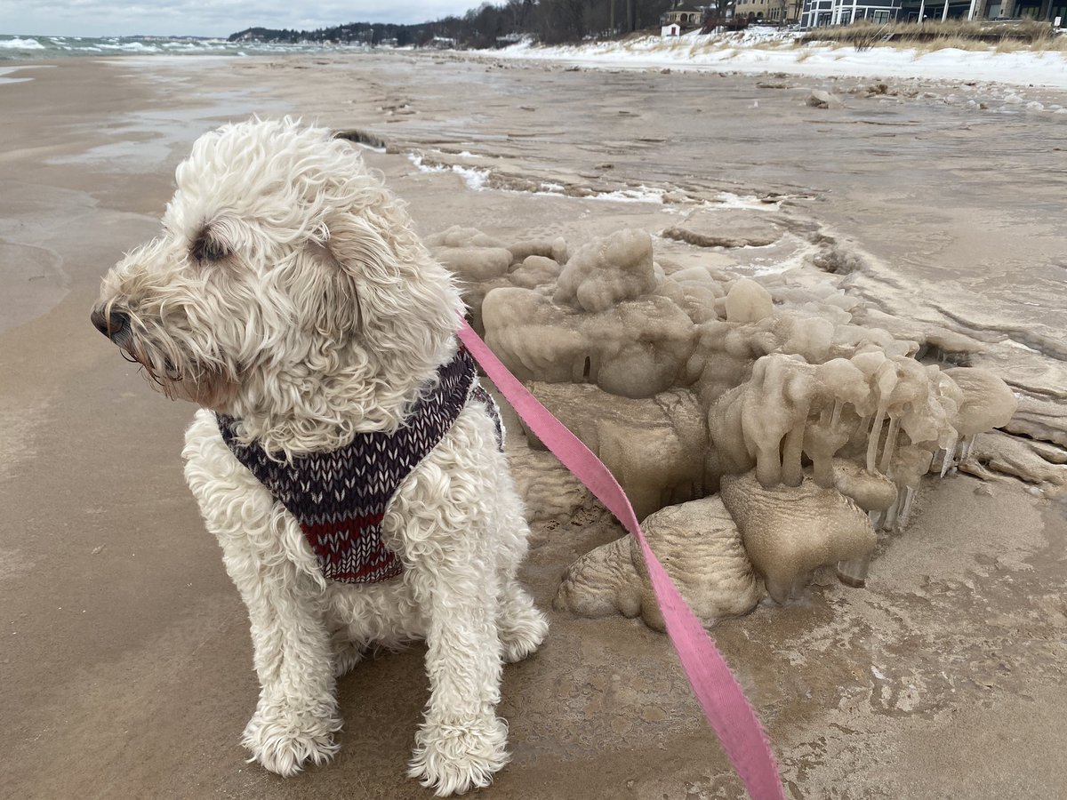 TWechter's tweet photo. Bailey’s icy walk on the beach #thenoon #lakemichigan #ludington https://t.co/rrfntL1n37