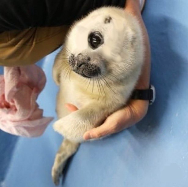 nikolovescement's tweet image. eye of rah