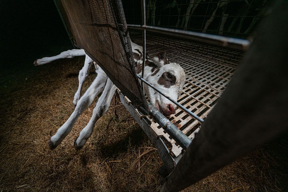 Cows are treated as mere objects in the dairy industry; forcibly brought into this world solely for profit, they're subjected to extreme cruelty and neglect.

Learn the truth about dairy farms 👉 milkhurts.org

📸 <a href="/WeAnimals/">We Animals</a>
#DairyFarm #DairyFarming