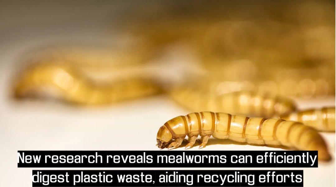 ImageinEco's tweet image. Larvae of African mealworm can break down polystyrene. Potential eco-friendly recycling method discovered. (Photo: Fernando Trabanco Fotografía/Getty Images) #EcoSolution #KenyanMealworm #ScienceBreakthrough nypost.com/2024/11/12/sci…
