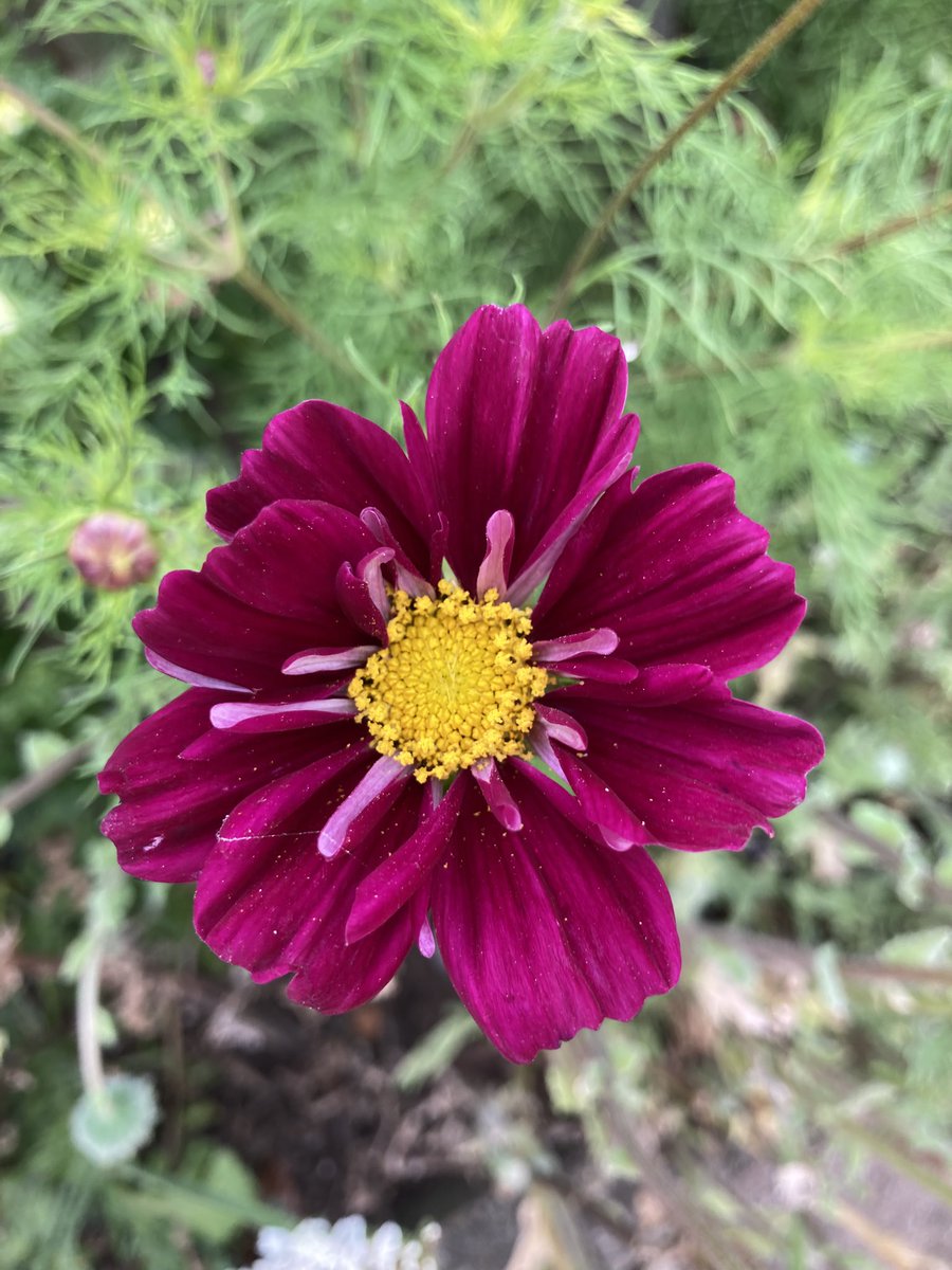 Rosemar65912238's tweet photo. I have chosen one of my favourite summer flowers for this week’s #FlowersOnFriday . These are all cosmos from last summer. I grow them every year and always try at least one new variety. I already have my #CosmosChallenge seeds for this summer. https://t.co/hLb4DNewei