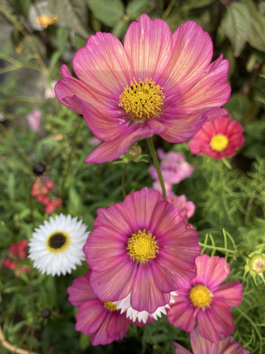 Rosemar65912238's tweet photo. I have chosen one of my favourite summer flowers for this week’s #FlowersOnFriday . These are all cosmos from last summer. I grow them every year and always try at least one new variety. I already have my #CosmosChallenge seeds for this summer. https://t.co/hLb4DNewei