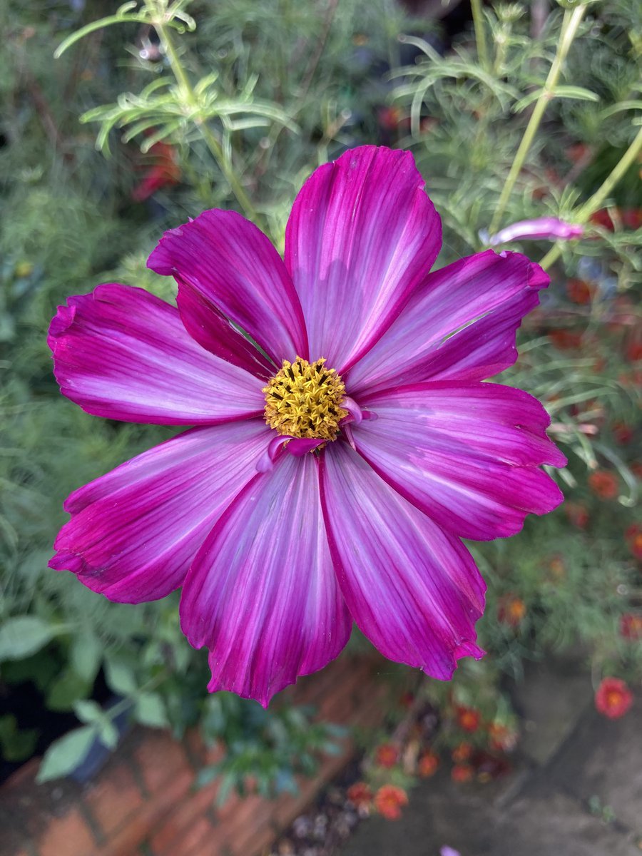 Rosemar65912238's tweet photo. I have chosen one of my favourite summer flowers for this week’s #FlowersOnFriday . These are all cosmos from last summer. I grow them every year and always try at least one new variety. I already have my #CosmosChallenge seeds for this summer. https://t.co/hLb4DNewei
