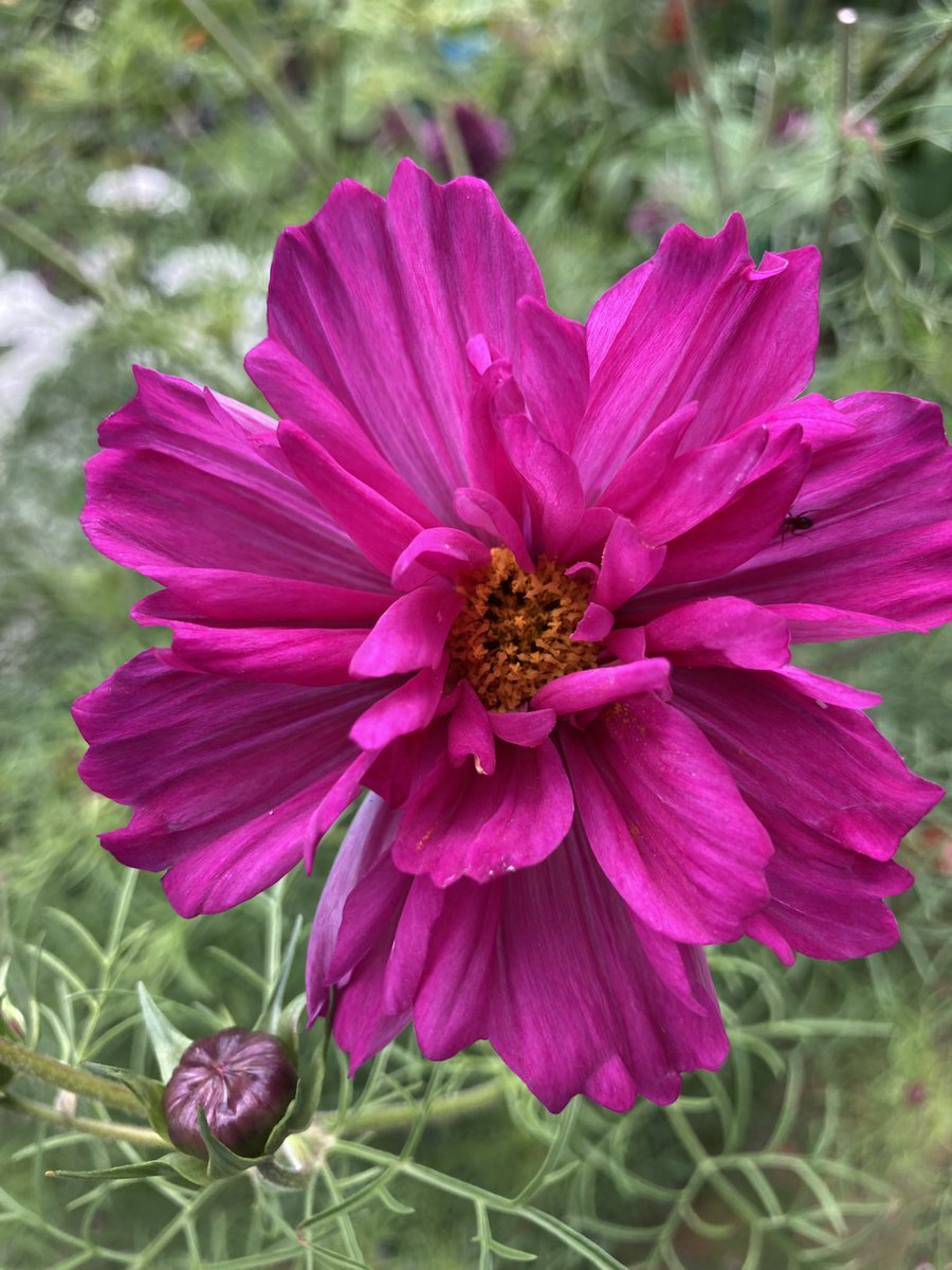 Rosemar65912238's tweet photo. I have chosen one of my favourite summer flowers for this week’s #FlowersOnFriday . These are all cosmos from last summer. I grow them every year and always try at least one new variety. I already have my #CosmosChallenge seeds for this summer. https://t.co/hLb4DNewei