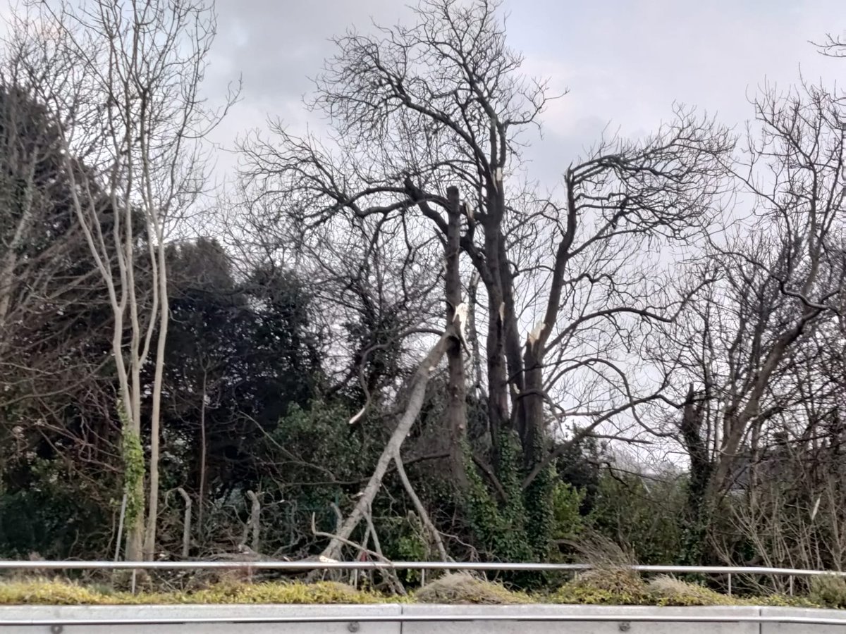 sian_acton's tweet image. Hey frens we hope everyone is ok after the storm. Family in Ireland sent us these pics today. The wind was so bad it uprooted trees and blew signs and lamp posts down #StormÉowyn #keepsafe