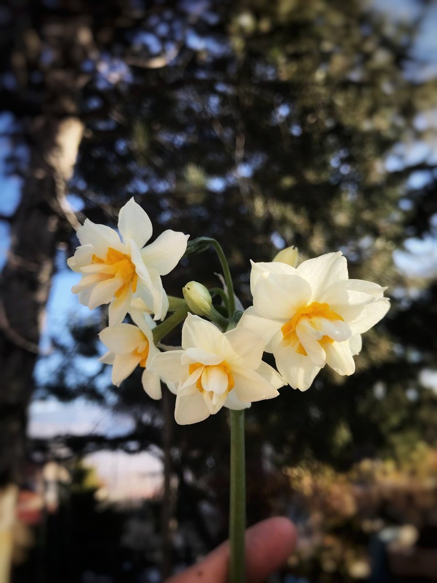 birsenklbs's tweet photo. Nergisin güzelliği 🤍 https://t.co/dG0hZLKRKn
