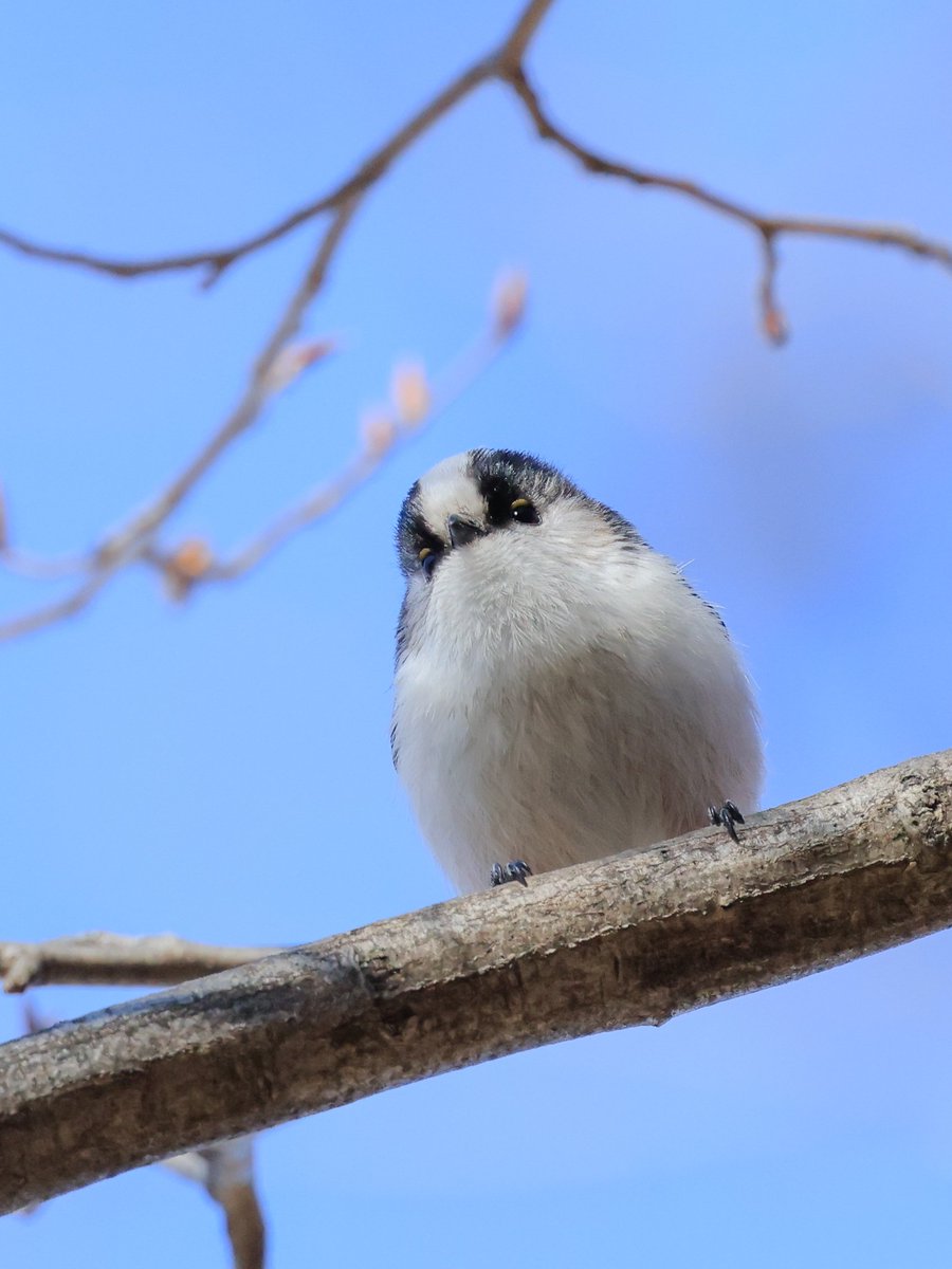 Mass88598387417's tweet image. おはよぉごぢゅります☂️👉️⛅️

と〜きょ〜えきでうってる
おみやげをおもいだしたぢゅりか❓
＃銘菓ひよこ ＃エナガ