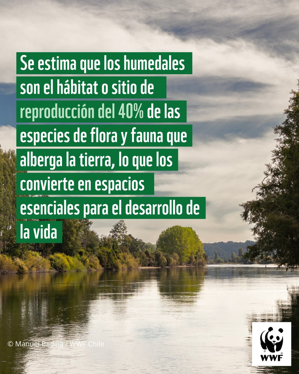 WWF Chile tweet media