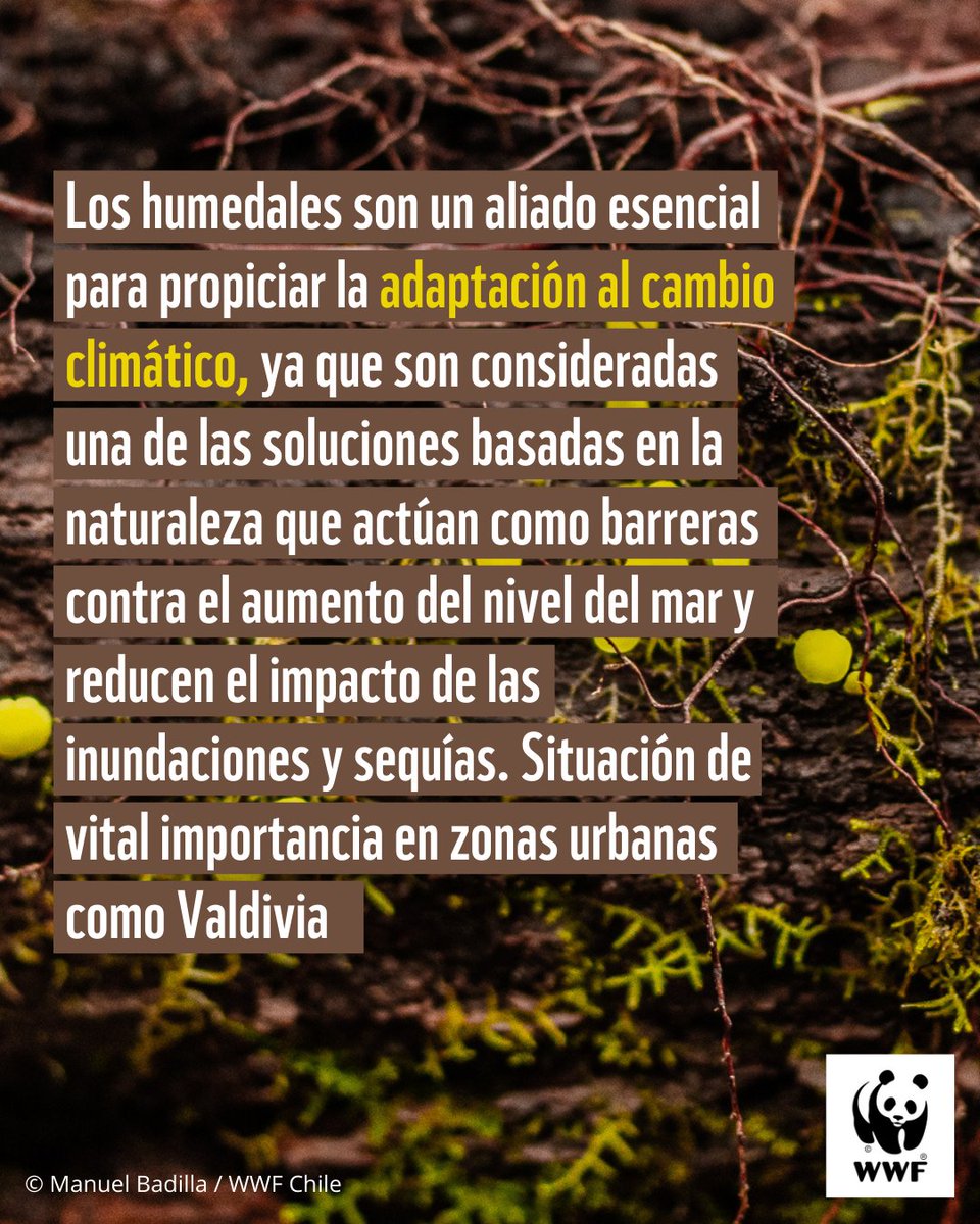 🧵[1/2]🍃Que Valdivia sea reconocida como “Ciudad humedal” por la Convención Ramsar, debe llenarnos de orgullo, pero a la vez, impulsarnos a atender con urgencia las necesidades y amenazas que sufren estos ecosistemas.

Es la oportunidad de crear un plan coordinado y compuesto...
