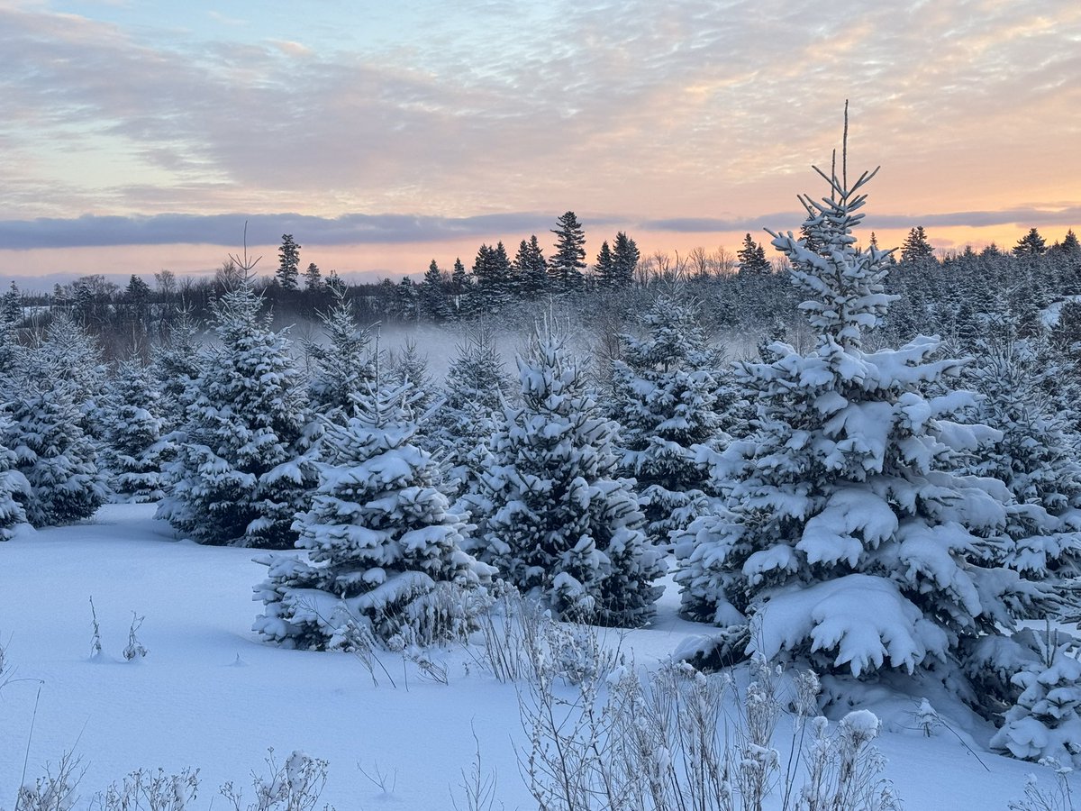 Quite a dump of snow we we got last night. Makes for a beautiful winter wonderland all around. #fortunecove #pei #winterwonderland <a href="/CBCPEI/">CBC P.E.I.</a> <a href="/JayOnSC/">JayOnSC</a>   At least 10-12 cm in west prince