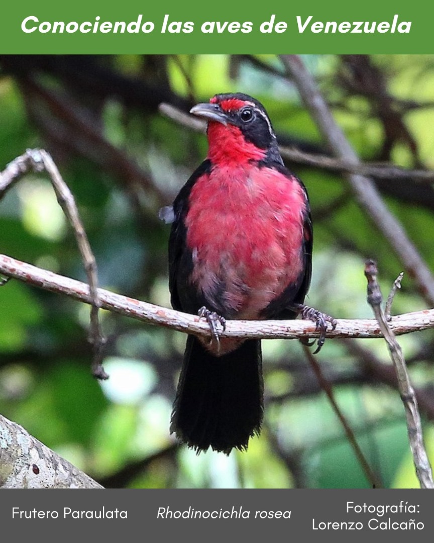 #ConociendolasavesdeVenezuela En la vegetación intricada de los bosques deciduos podemos encontrar el #FruteroParaulata #Rhodinocichla_rosea con su inconfundible plumaje.  Ver más instagram.com/p/DFNt2qCOEGl/…. Foto #LorenzoCalcaño