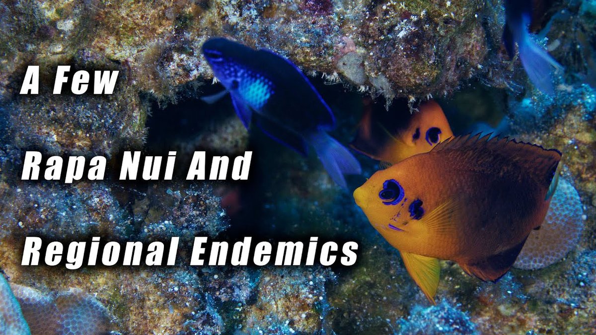 CORALmagazine's tweet photo. Start your weekend off right with a look at three rare deepwater #reeffish, thanks to the efforts of @thedeepgreene https://t.co/uayoQ5aQ6G
#rapanui #easterisland #centropyge #chaetodon #chrysiptera #endemicfish #rarefish #coralreef #mesophotic #rebreather #TheDeepGreene #fish https://t.co/9h2hSqGp15