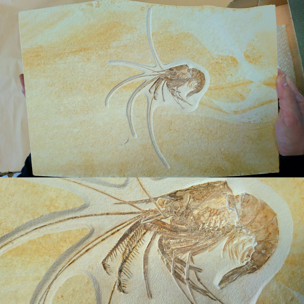 A stunning Jurassic shrimp. 🦐 Did somebody say Jurassic seafood?

The preservation of this specimen is fantastic. It is from the famous Solnhofen Limestones of Bavaria and is around 150 million years old. It is in the collections of the Hauff Museum, Germany. #FossilFriday