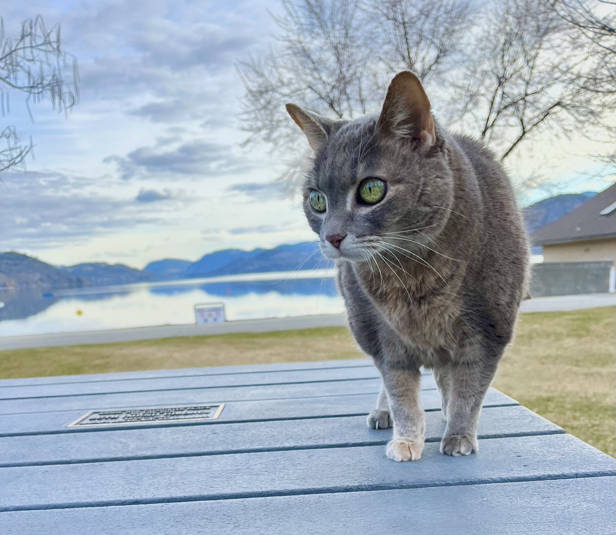 Miss Hissy Pissy tweet media