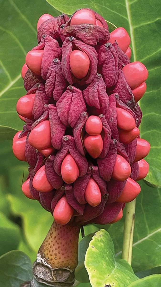Untamedpath's tweet photo. "A burst of color from nature's jewelry box. #magnolia #seedpod #naturephotography" https://t.co/hhpGAnVwnr