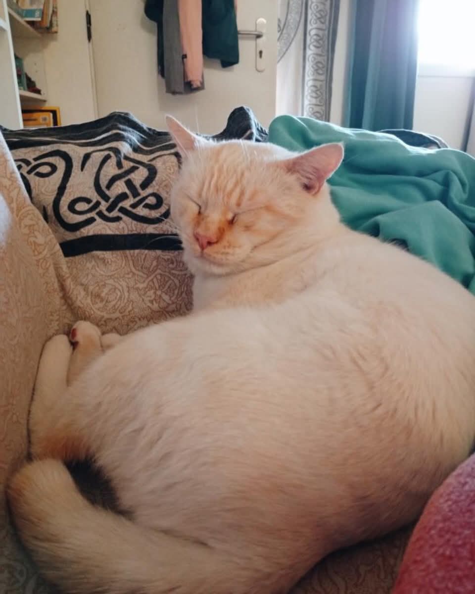 Perdido! Una seguidora nos ha pedido ayuda para encontrar a su gato. Se llama Vitto. Se perdió el martes por la noche por la zona Camino del faro ,Cabo Huertas (Alicante)Si lo veis contactad al 686627055🆘️⚠️