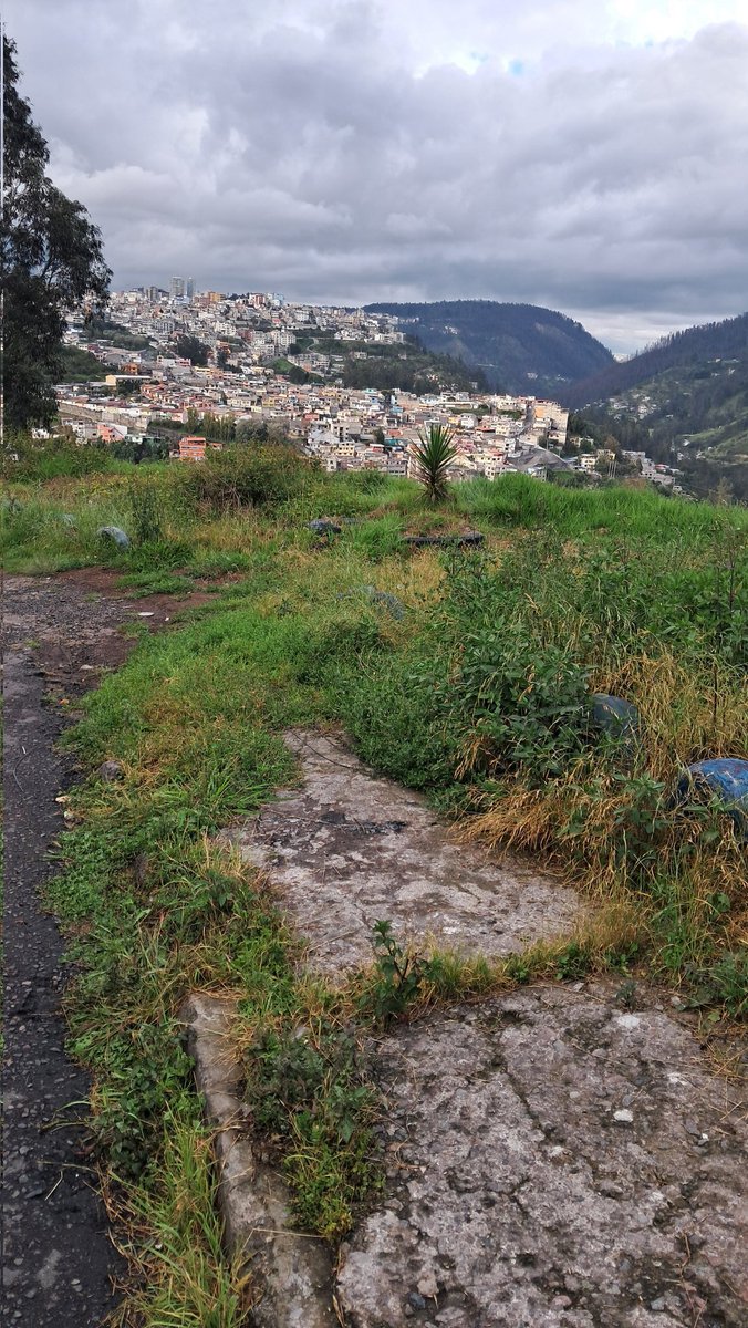 PJaramillo42's tweet photo. Favor @ZonalmSaenz su ayuda con la poda y mantenimiento de esta area verde @MunicipioQuito Muchas gracias https://t.co/VcU2xUcn8p https://t.co/2tpd3gZQFh
