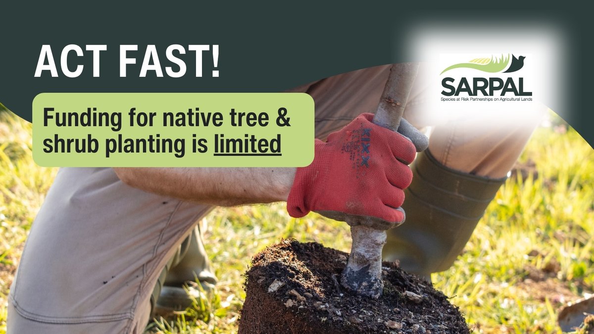 OntarioSoilCrop's tweet photo. Are you planting native trees or shrubs? ๐ฑ Our NEW Species at Risk on Agricultural Lands Partnership (SARPAL) intake is open. Funds are limited however, so ensure that you don't miss out! Learn more in the Program Guide: https://t.co/vOn4dpPuIp #SARPAL #OSCIA #OntarioSoil https://t.co/s2AgNUHTJ4