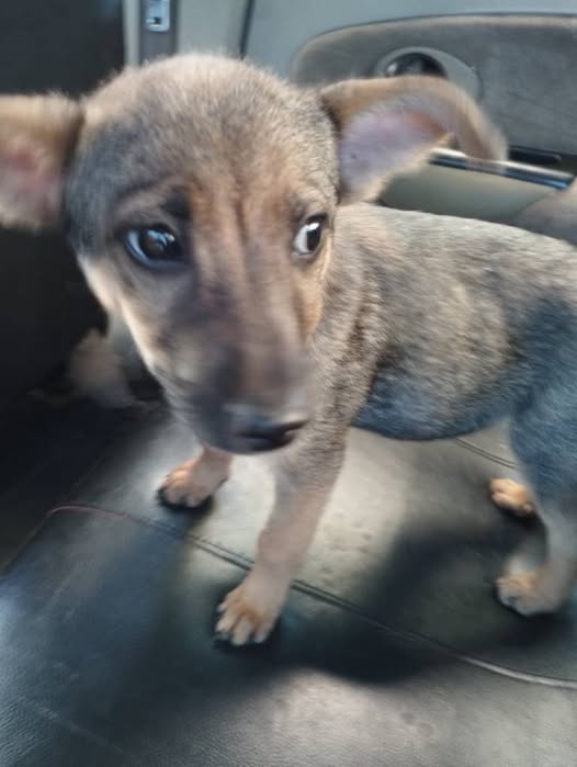 A64029345's tweet photo. ESTÁ CACHORRITA NECESITA UNA FAMILIA URGENTE📷📷📷📷📷 FUE ENCONTRADA EN LA CALLE,  UN SEÑOR LA TIENE EN RESGUARDO PERO NO LA PUEDE TENER MÁS, POR FAVOR AYUDA O LASTIMOSAMENTE VOLVERÁ A LA CALLE +58 414‑2812726 https://t.co/lqEJuuclsL
