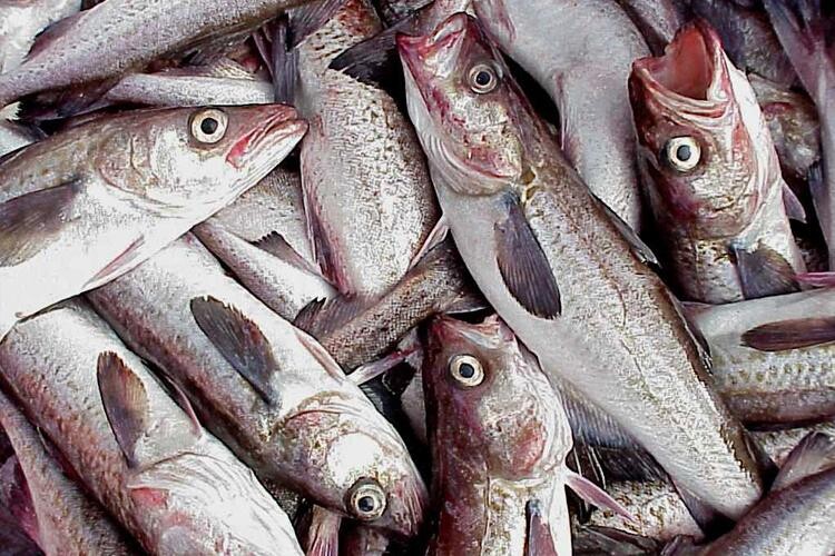 Howecorp's tweet photo. "A" season has begun: Alaska pollock fuels economy. Learn more: https://t.co/PmswA7DOnO

#Howeice #Alaskapollock #Commercialfishing https://t.co/sLaN9LdyRp