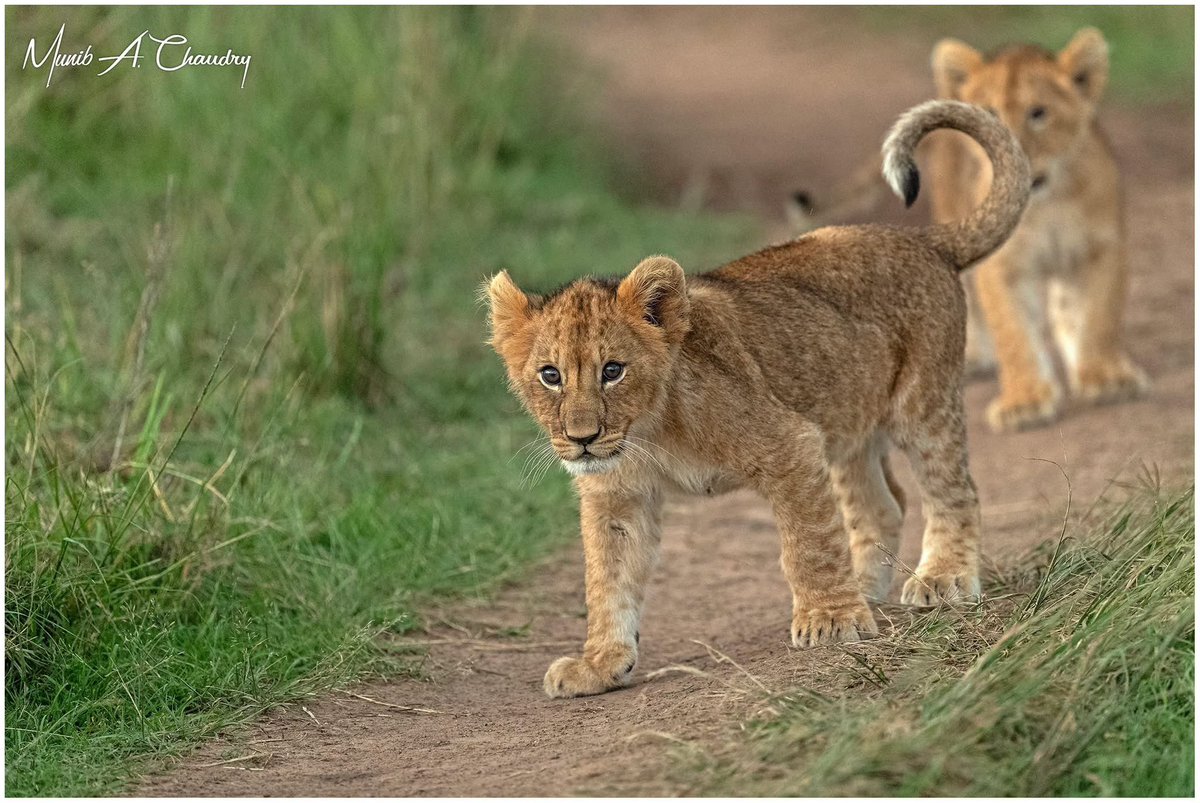 Rekero Pride cubs playing at sunset. #wildlife #wildlife_photograph #canon #canonphotography #lion #pantheraleo #NaturePhotograhpy