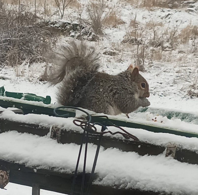 ๐๐บFlo and Brigadier Sammy๐บ๐ (@aurora3s) on Twitter photo @VetcoNM <a href="/AmberDyet1975/">Amber and my cat Precious</a> <a href="/AllumPaul/">Hitchin Squirrel Rescue</a> <a href="/Pryncess_2009/">Wuzzie & Angel โ๏ธ(Warrior!)๐คบ Pryncess โ๏ธ (๐OTRB)</a> <a href="/Rustylinda/">NAEYA</a> <a href="/ElizGriff2016/">Elizabeth Griffith</a> <a href="/FSBull/">D Bobbins</a> <a href="/samsBellabob/">Charlie(OTR 15.06.23) & Bella(OTR 16.11.22)</a> <a href="/TheHardyBoyCats/">Frank And Joe ๐ป</a> Howdy Vetco. Hope you having a warm day, it is 30 today here. My squirrel came for some treats. LOL @VetcoNM <a href="/AmberDyet1975/">Amber and my cat Precious</a> <a href="/AllumPaul/">Hitchin Squirrel Rescue</a> <a href="/Pryncess_2009/">Wuzzie & Angel โ๏ธ(Warrior!)๐คบ Pryncess โ๏ธ (๐OTRB)</a> <a href="/Rustylinda/">NAEYA</a> <a href="/ElizGriff2016/">Elizabeth Griffith</a> <a href="/FSBull/">D Bobbins</a> <a href="/samsBellabob/">Charlie(OTR 15.06.23) & Bella(OTR 16.11.22)</a> <a href="/TheHardyBoyCats/">Frank And Joe ๐ป</a> Howdy Vetco. Hope you having a warm day, it is 30 today here. My squirrel came for some treats. LOL