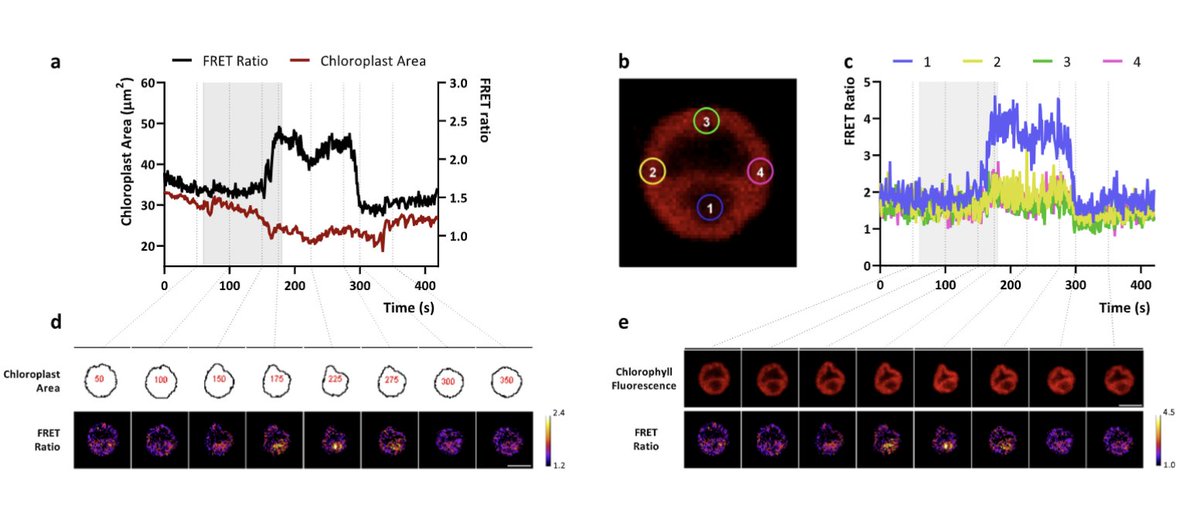 Alex Costa (@lab_costa) on Twitter photo Excited to share our new <a href="/PlantCellEnvir/">Plant Cell & Environment</a> work! This study highlights how compartment-specific Ca²⁺ transients in Chlamydomonas are intricately linked to external environmental cues. By <a href="/Matteo_Pivato/">Matteo Pivato</a> and <a href="/BallottariM/">Matteo Ballottari</a>, with @GLWheeler2 & <a href="/lab_costa/">Alex Costa</a> labs doi.org/10.1111/pce.15… Excited to share our new <a href="/PlantCellEnvir/">Plant Cell & Environment</a> work! This study highlights how compartment-specific Ca²⁺ transients in Chlamydomonas are intricately linked to external environmental cues. By <a href="/Matteo_Pivato/">Matteo Pivato</a> and <a href="/BallottariM/">Matteo Ballottari</a>, with @GLWheeler2 & <a href="/lab_costa/">Alex Costa</a> labs doi.org/10.1111/pce.15…
