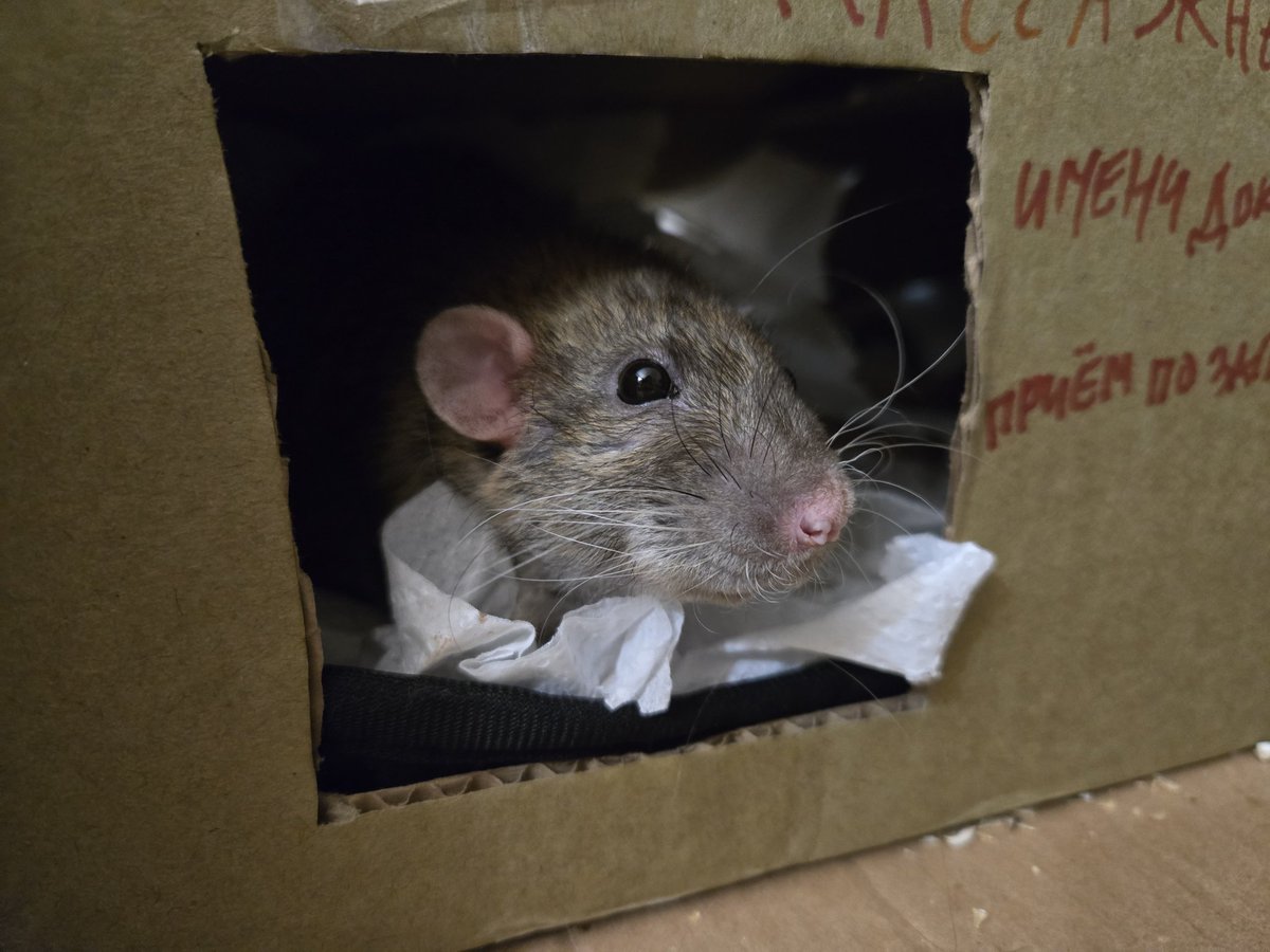 rats_ambassador's tweet photo. Как вам портреты этих ну очень серьёзных и умных крыс https://t.co/ydQTs0cXTb