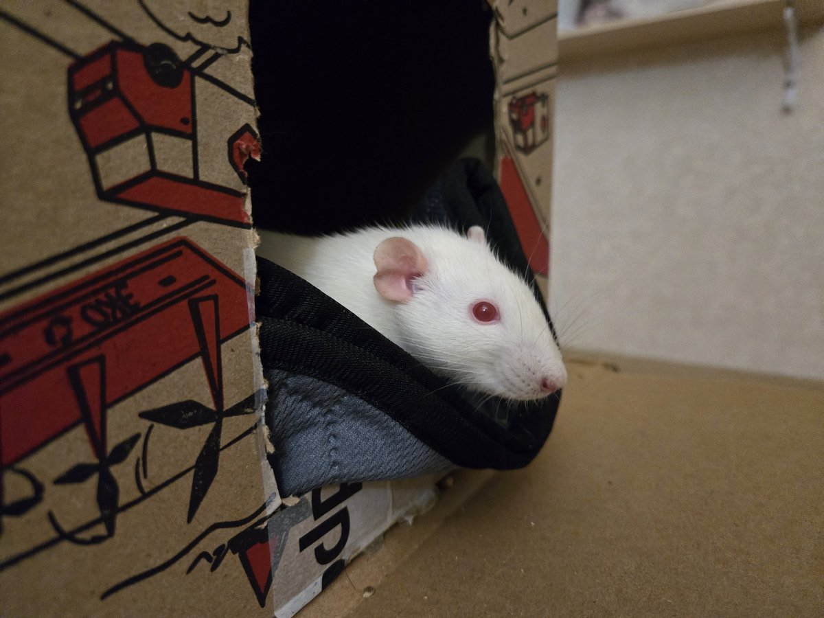 rats_ambassador's tweet photo. Как вам портреты этих ну очень серьёзных и умных крыс https://t.co/ydQTs0cXTb