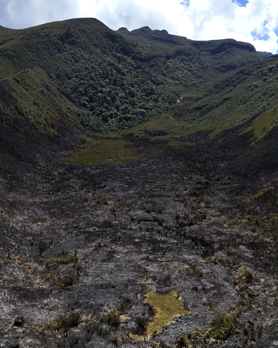 Ambientebogota's tweet photo. Son fotos que nos duelen 😔y que no queremos volver a publicar. Así quedó la zona de Chingaza afectada por los incendios del pasado 14 de enero. 😭
 
¡Si ves columnas de humo en los páramos, Cerros Orientales o humedales reporta en la Línea 123.
 
#CuidemosNuestrosBosques! https://t.co/F9mA9AT0gg