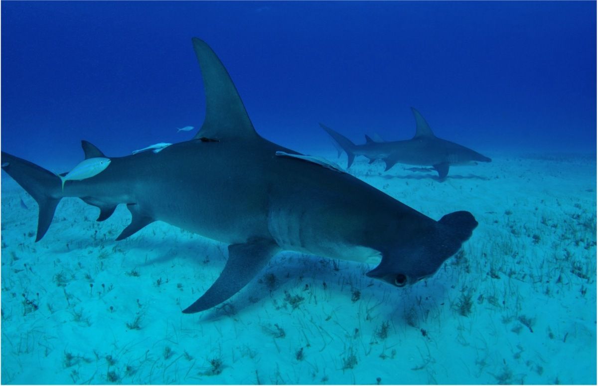 ABA International Criminal Law tweet media