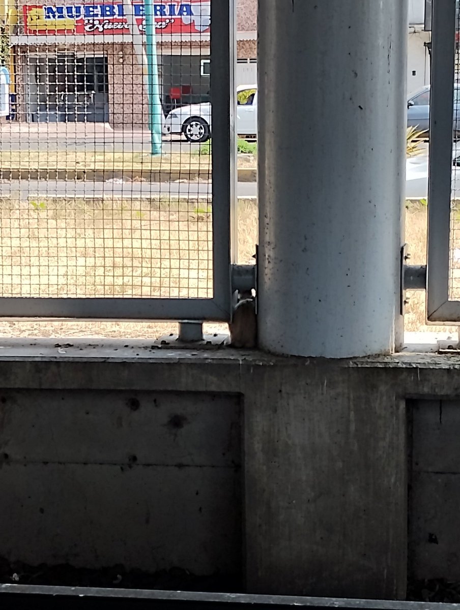 LiLi_GP's tweet photo. @MetroCDMX Buenas tardes!!
Hay un gato en la estación Impulsora de la línea B, dirección a Ciudad Azteca, se ve muy asustado 🥹
Ustedes podrían ayudarlo?? https://t.co/KWQjBvnqjT