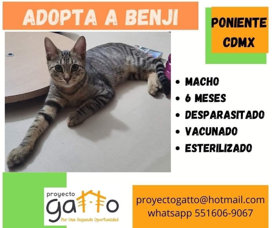 proyecto_gatto's tweet photo. @lagateria Todos nuestros gatitos están en espera de una linda familia, hoy tú podrías cambiar la vida de alguno de estos preciosos… anímate seguro que no te vas a arrepentir… #porunasegundaoportunidad #miaufest #cats #cat #catlover #adoptanocompres #gatos #rt https://t.co/YQY4fJKLIA