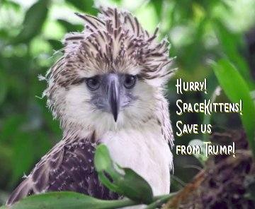 time4kind's tweet photo. ·  Hurry #SpaceKittens!!    Please ·.·. hurry! https://t.co/OQ6sSAXVQg