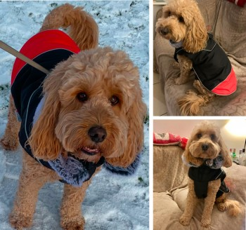 millypod1's tweet photo. Ran off due to high winds reported clipped by car and then ran off. PLEASE SHARE. LOCAL HELP NEEDED,

🆘24 JAN 2025 #Lost CRUMBLE #ScanMe
Honey Cockerpoo Female
#Astley #Tydsley #Manchester #GreaterManchester #M29
https://t.co/qnyWPVQT8X https://t.co/eoT8zld5mK