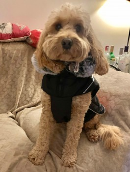 millypod1's tweet photo. Ran off due to high winds reported clipped by car and then ran off. PLEASE SHARE. LOCAL HELP NEEDED,

🆘24 JAN 2025 #Lost CRUMBLE #ScanMe
Honey Cockerpoo Female
#Astley #Tydsley #Manchester #GreaterManchester #M29
https://t.co/qnyWPVQT8X https://t.co/eoT8zld5mK
