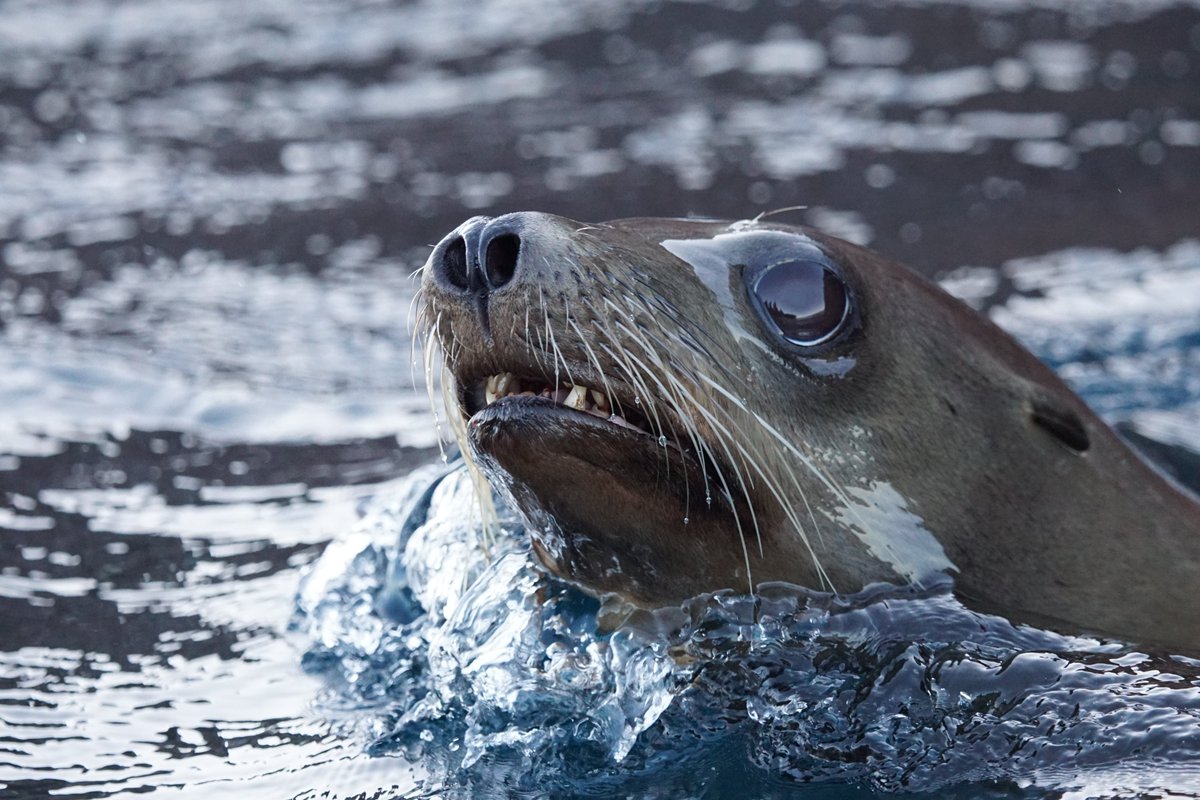 Small-ship exploration to hidden spots that are rarely touristed, often means meeting curious new friends.
