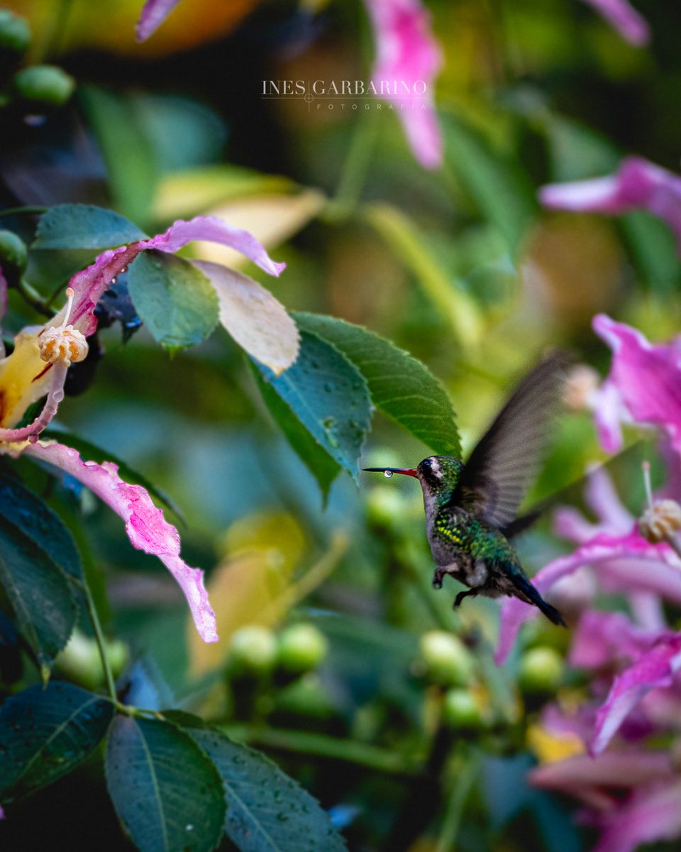 La magia de sentir que al tomar una foto puedo inmortalizar un momento y guardarlo para siempre... como esta gota, suspendida en el pico del colibrí mientras su aleteo incesante parece detener el tiempo #colibri #picaflor #beijaflor