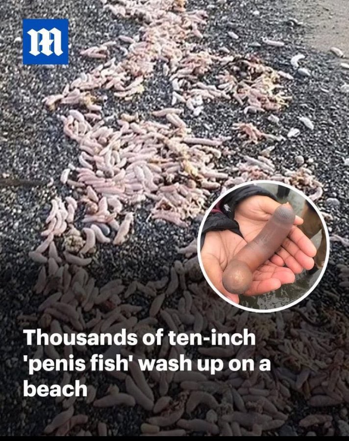 Not Elon Musk tweet media