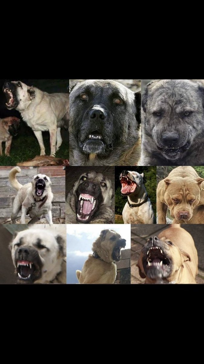 ahmeteminseyhan's tweet photo. Prof. Dr. Ahmet Emin Seyhan:

"Başıboş köpekleri "patili dostlarımız", "sokaktaki canlarımız", "Allah'ın dilsiz kulları" diye savunanların ya aklından zoru vardır ya da psikolojik sorunları.

Bunlar başıboş köpekler bir çocuk öldürdüğünde çocuğu değil, başıboş köpeği savunurlar." https://t.co/sDgU9iBo5Q