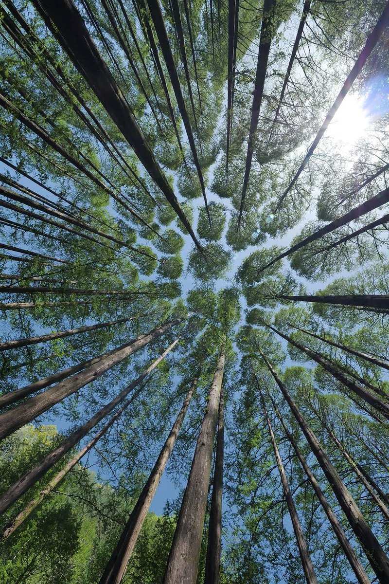 Arnhems_Peil's tweet photo. 🌳 Met nog 10 dagen te gaan geven we je vandaag reden 13 om samen met ons het bos op de Hilkensberg te redden. Doneer en lees meer: https://t.co/2DwkDsePHc ❤️ Je helpt ons ook door dit bericht te delen ❤️
💚 Reden nummer 13: https://t.co/SQwfo989Cy
#RedHetBos #StopDeJacht https://t.co/XOyXy28NJX
