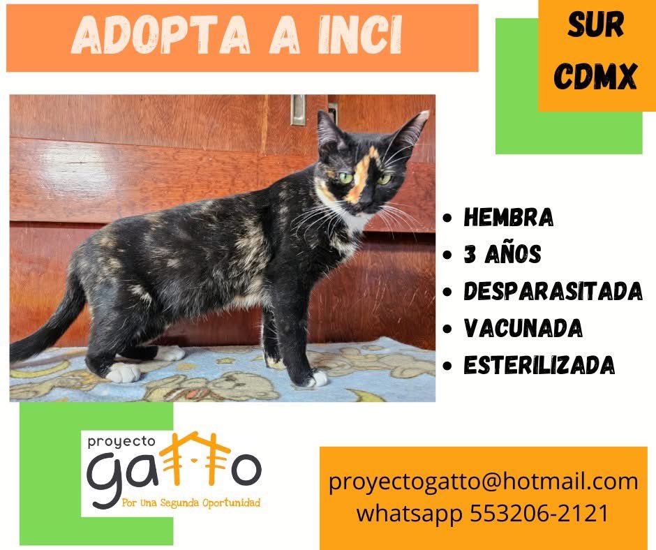 proyecto_gatto's tweet photo. @lagateria Todos nuestros gatitos están en espera de una linda familia, hoy tú podrías cambiar la vida de alguno de estos preciosos… anímate seguro que no te vas a arrepentir… #porunasegundaoportunidad #miaufest #cats #cat #catlover #adoptanocompres #rt https://t.co/YJ2SMneVE2